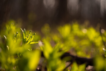 Szczyr trwały szczyr trwały, Mercurialis perennis w lesie na wiosnę. 