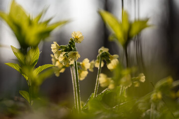 Pierwiosnek w lesie, wiosenne tło, marzec 2025.