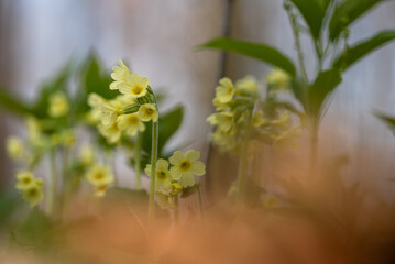 Pierwiosnek w lesie, wiosenne tło, marzec 2025.
