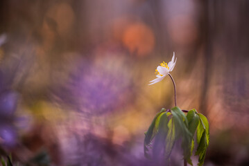 Zawilec gajowy w lesie, wiosną, wiosenne tło marzec 2025. © Elżbieta Kaps