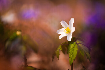 Zawilec gajowy w lesie, wiosną, wiosenne tło marzec 2025. © Elżbieta Kaps