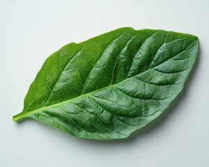 Obraz premium Close-up of a vibrant green leaf showcasing intricate vein patterns against a light background