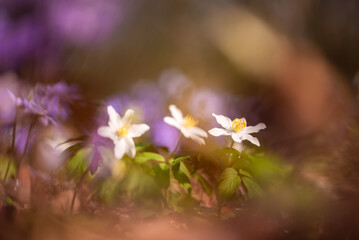 Zawilec gajowy w lesie, wiosną, wiosenne tło marzec 2025. © Elżbieta Kaps