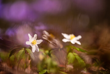 Zawilec gajowy w lesie, wiosną, wiosenne tło marzec 2025. © Elżbieta Kaps