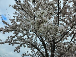 Cherry blossom. Cherry blossom tree. Spring blooms of nature. Spring Season in Netherlands, 2025. white blossom tree.