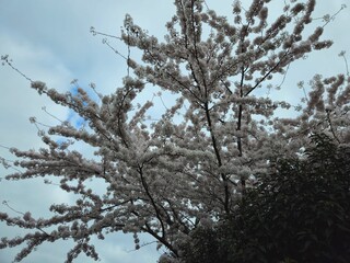 Cherry blossom. Cherry blossom tree. Spring blooms of nature. Spring Season in Netherlands, 2025. white blossom tree.