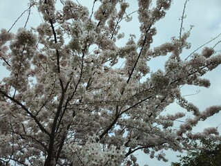 Cherry blossom. Cherry blossom tree. Spring blooms of nature. Spring Season in Netherlands, 2025. white blossom tree.