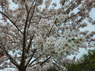 Cherry blossom. Cherry blossom tree. Spring blooms of nature. Spring Season in Netherlands, 2025. white blossom tree.