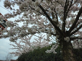 Cherry blossom. Cherry blossom tree. Spring blooms of nature. Spring Season in Netherlands, 2025. white blossom tree.