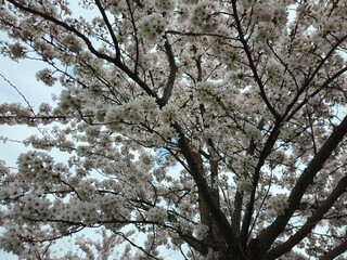 Cherry blossom. Cherry blossom tree. Spring blooms of nature. Spring Season in Netherlands, 2025. white blossom tree.