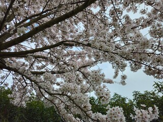 Cherry blossom. Cherry blossom tree. Spring blooms of nature. Spring Season in Netherlands, 2025. white blossom tree.