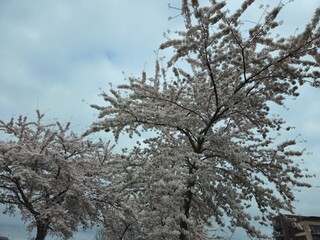 Cherry blossom. Cherry blossom tree. Spring blooms of nature. Spring Season in Netherlands, 2025. white blossom tree.