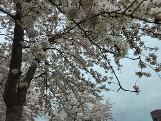 Cherry blossom. Cherry blossom tree. Spring blooms of nature. Spring Season in Netherlands, 2025. white blossom tree.