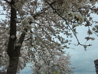 Cherry blossom. Cherry blossom tree. Spring blooms of nature. Spring Season in Netherlands, 2025. white blossom tree.