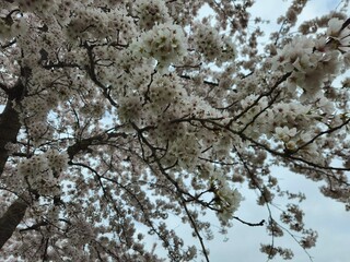 Cherry blossom. Cherry blossom tree. Spring blooms of nature. Spring Season in Netherlands, 2025. white blossom tree.