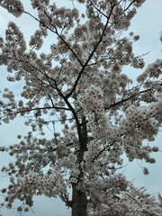 Cherry blossom. Cherry blossom tree. Spring blooms of nature. Spring Season in Netherlands, 2025. white blossom tree.