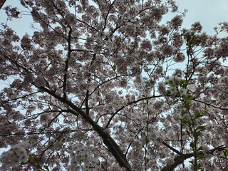 Cherry blossom. Cherry blossom tree. Spring blooms of nature. Spring Season in Netherlands, 2025. white blossom tree.