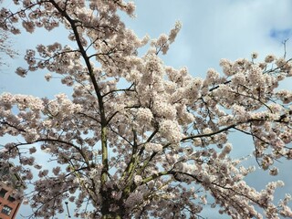 Cherry blossom. Cherry blossom tree. Spring blooms of nature. Spring Season in Netherlands, 2025. white blossom tree.