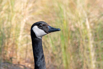 Canada Goose, close-up image of head and neck.