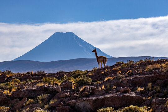 Wild vicuna in rocky Atacama desert landscape
