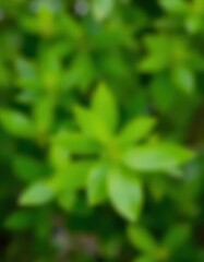 Obraz premium Blurred green nature backdrop, vibrant leaf detail, soft focus blob, serenity, blur, foliage