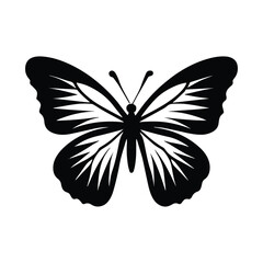 butterfly on white background