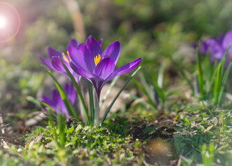 Crocuses. Close-up. For background and advertising