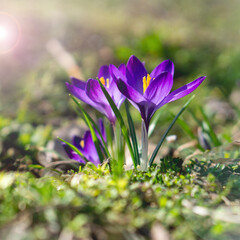 Crocuses. Close-up. For background and advertising 4