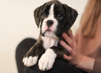 Beautiful cute funny  little brindle boxer puppy with white marks is posing inside in studio, nice portrait
