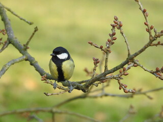 Front view of Great Tit perching on a curved branch