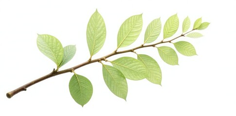 Fototapeta premium Single isolated aspen branch on white background, aspen, white, isolated