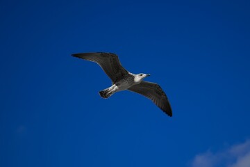 A Gull Soaring on Warm Ocean Breezes
