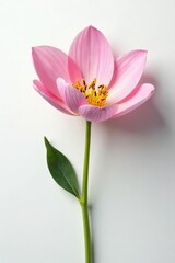 Obraz premium Delicate flower petals unfolding on white background, serenity, gentle, soft