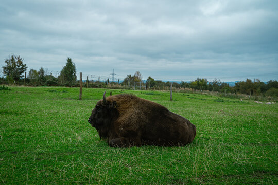 Byson laying in the field