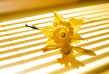 A single yellow daffodil lies on a surface bathed in warm sunlight, casting a soft shadow. The light filters through blinds, creating striped patterns across the flower. © Anna Kapustina