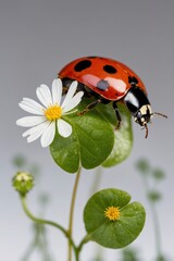 Fototapeta premium Ladybug Resting on Delicate White Flower in Spring Garden Setting