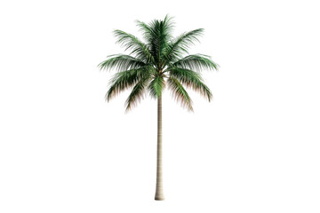 Palm tree with lush green leaves on a transparent background