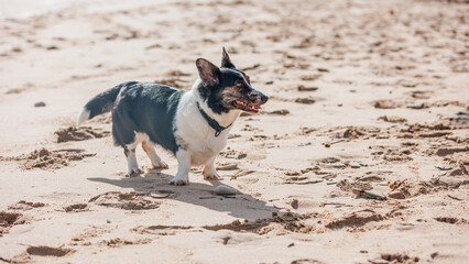 Cardigan welsh corgi standing on sandy beach, basking in sunlight, cheerfully looking seaward during summer vacation