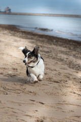 Playful cardigan welsh corgi sprinting across sandy shoreline, water splashing, cargo ship sailing distant horizon under overcast skies