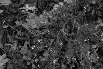 Photo abstraite d'une branche de bruyere isolee sur un fond monochrome