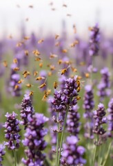 Obraz premium Golden bee swarm above vibrant purple lavender field, color, honey