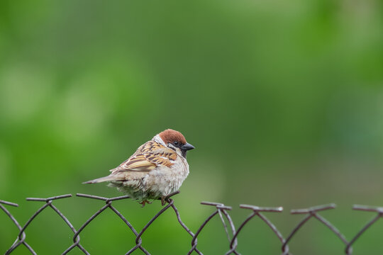 sparrow