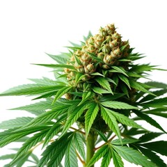 Large cannabis sativa plant, abundant buds, isolated on white, drug, detail
