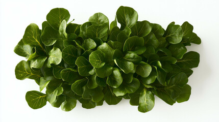 Fototapeta premium Fresh lambs lettuce arrangement on bed of leaves