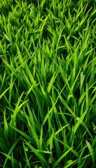 Obraz premium Lush, vibrant green grass texture, perfect for backgrounds, ecology, botany, lawn