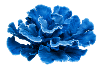 Blue flower with soft, wavy petals on a transparent background
