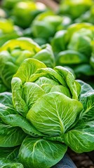 On a sunny day, vibrant green heads of lettuce flourish in meticulously organized rows within a thriving, picturesque garden