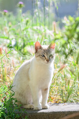Cat on the grass at southern France