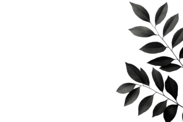 Black leaves arranged on a transparent background for design purposes