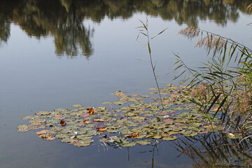 some lily pads floating on the clear water of a lake
